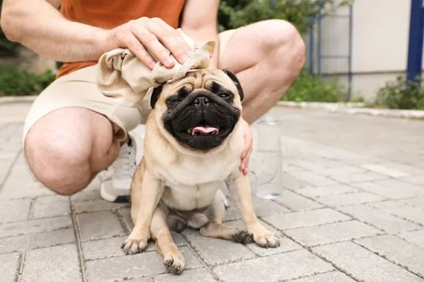 Too Hot For Dogs: Expert Guide to Heatstroke Prevention & Care