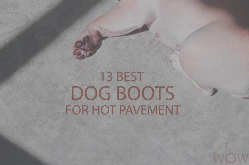 Hot Pavement Dog Boots: Protecting Your Pup’s Paws (Expert Guide)