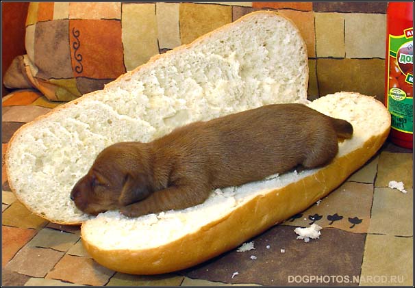 Can Puppies Have Hot Dogs? Expert Advice on Safe Treats
