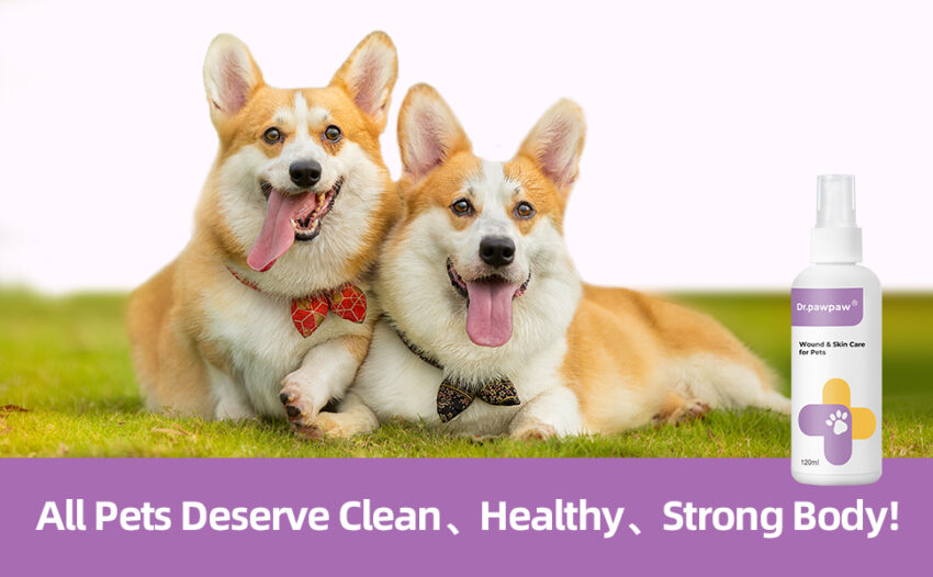 Hot Spot Treatment Dogs PetSmart: Expert Guide & Product Review
