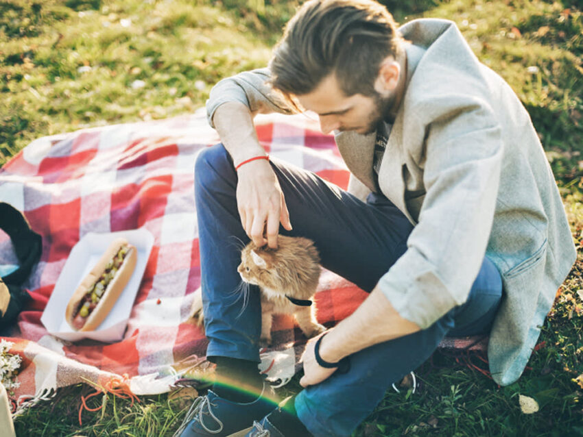 Can Cats Eat Hot Dogs? Expert Guide to Feline Safety