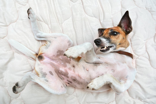 Dog’s Belly Hot? Causes, Symptoms & Expert Care Guide