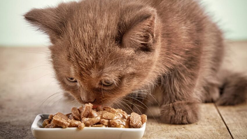 Can Kittens Eat Hot Dogs? Expert Guide to Kitten Nutrition