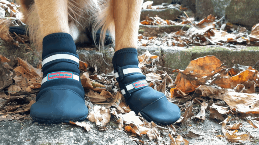 Best Dog Shoes for Hot Ground: Protect Your Pup’s Paws!