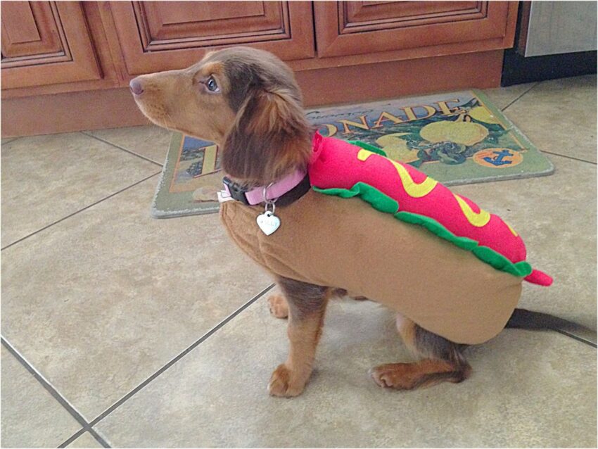 Wiener Dog Hot Dog Costume: The Ultimate Guide (2024)