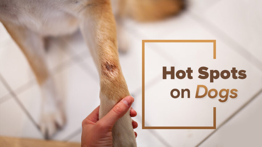 Best Medicine for Dog Hot Spots: Expert Guide to Relief & Prevention