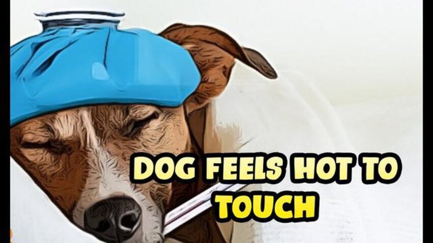 Why Is My Dog Hot? Causes, Symptoms & Expert Cooling Tips