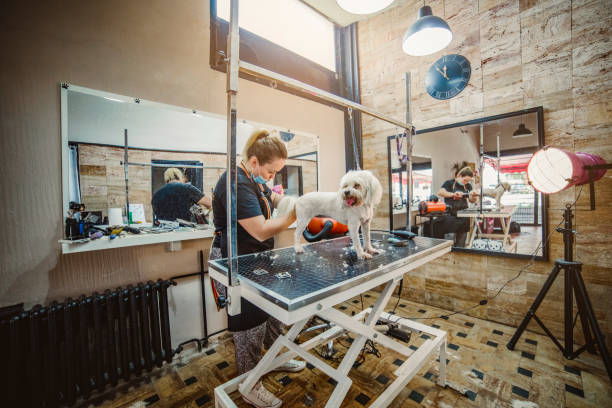 Hot Dog Grooming & Spa: The Ultimate Guide to Pampering Your Pup