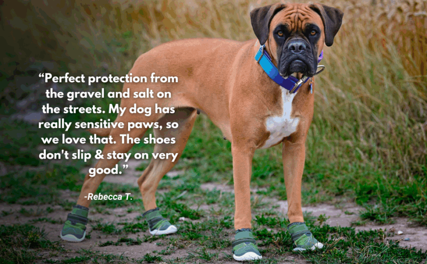 Hot Paws on Dogs: Causes, Treatment & Prevention (Expert Guide)