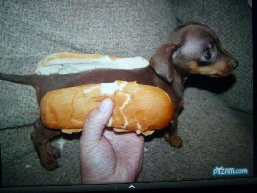 Tiny Hot Dog Buns: The Ultimate Guide to Miniature Culinary Delights