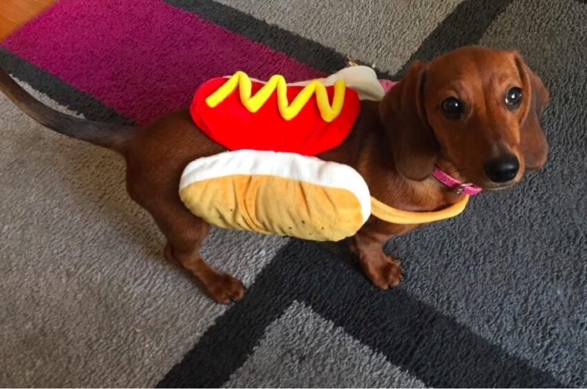 Hot Dog Bun Costume: The Ultimate Guide to Wienie-riffic Fun!