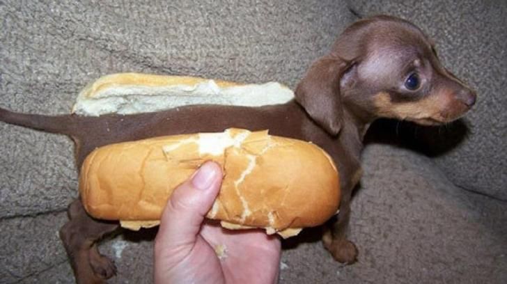 Wiener Dog Hot Dog: The Ultimate Guide to Dachshunds & Deliciousness