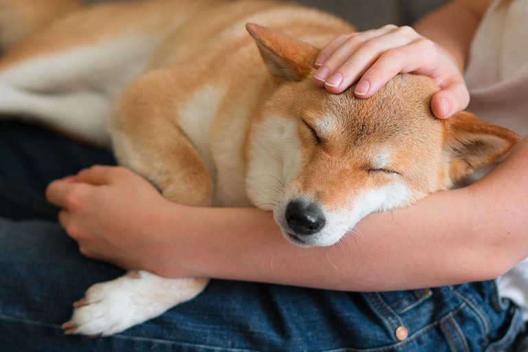 My Dog Feels Hot: Expert Guide to Causes, Symptoms & Relief