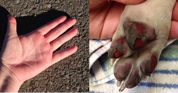 Hot Paws Dog: Expert Guide to Prevention, Treatment & Care