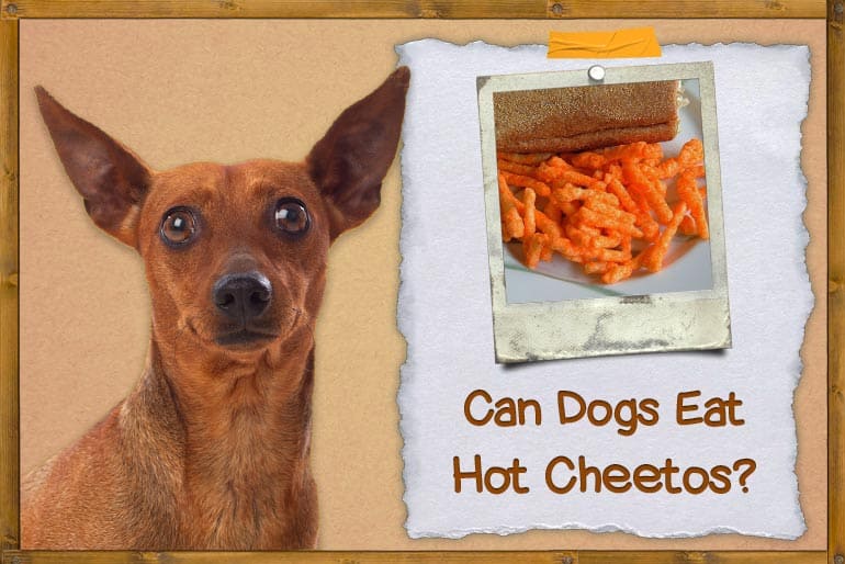 Can Dogs Eat Hot Cheetos? The Shocking Truth & Safer Alternatives