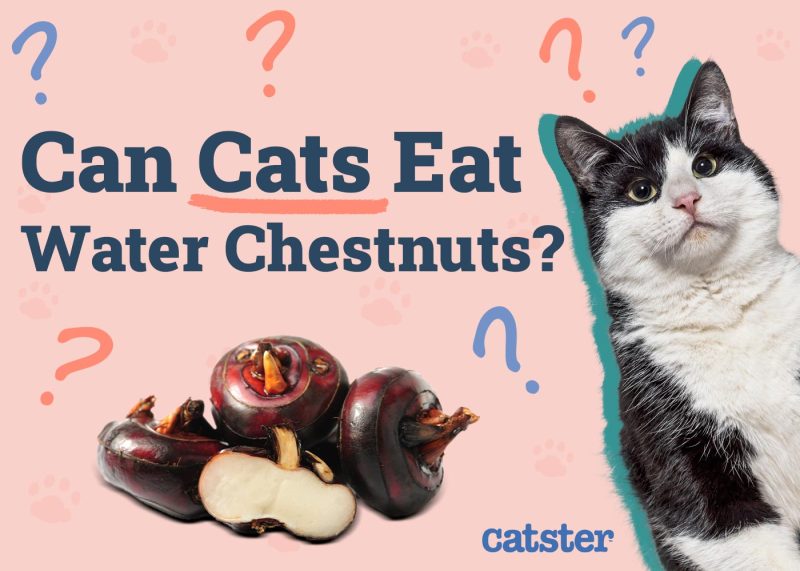 Can Cats Eat Hot Dogs? Expert Guide to Feline Safety & Diet