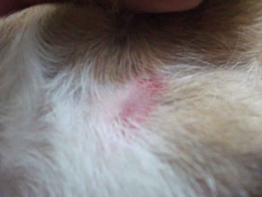 Mild Hot Spots on Dogs: Expert Guide to Soothing Relief