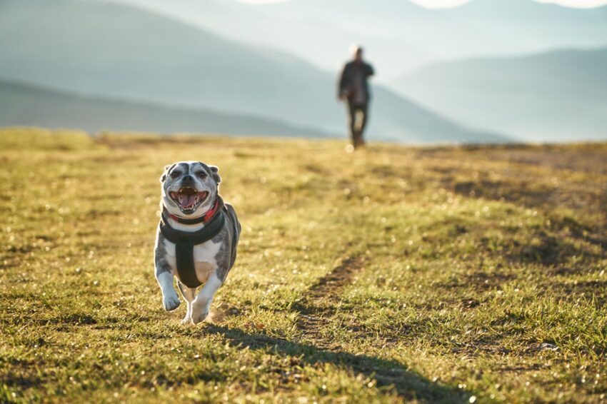 Too Hot for Dog Walk? Expert Guide to Summer Safety
