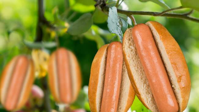 Hot Dog Plants: The Complete Guide to Growing Your Own (and More!)