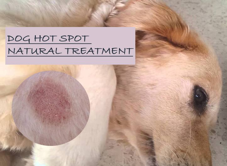 Hot Spot Dog Spray: The Ultimate Guide to Soothing Your Dog’s Itch