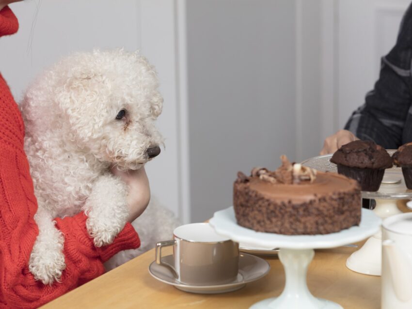 My Dog Drank Hot Chocolate: What To Do & How Worried Should You Be?