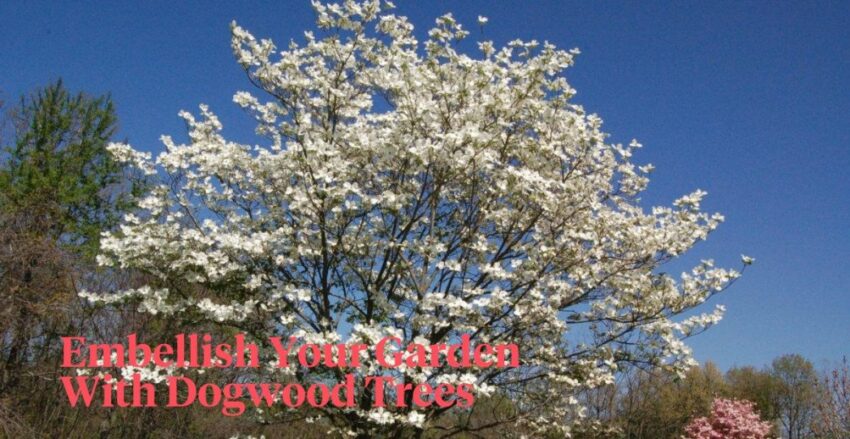 Hot Dog Tree: The Bizarre Plant You Won’t Believe Exists