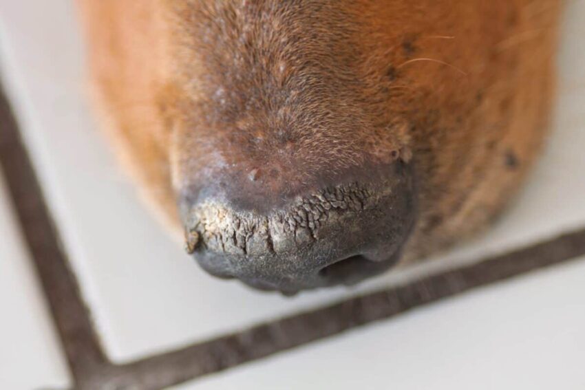 Hot Dry Dog Nose: Causes, Symptoms & Expert Solutions
