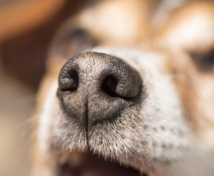 Hot Dog Nose? Decoding Temperature, Health & What’s Normal