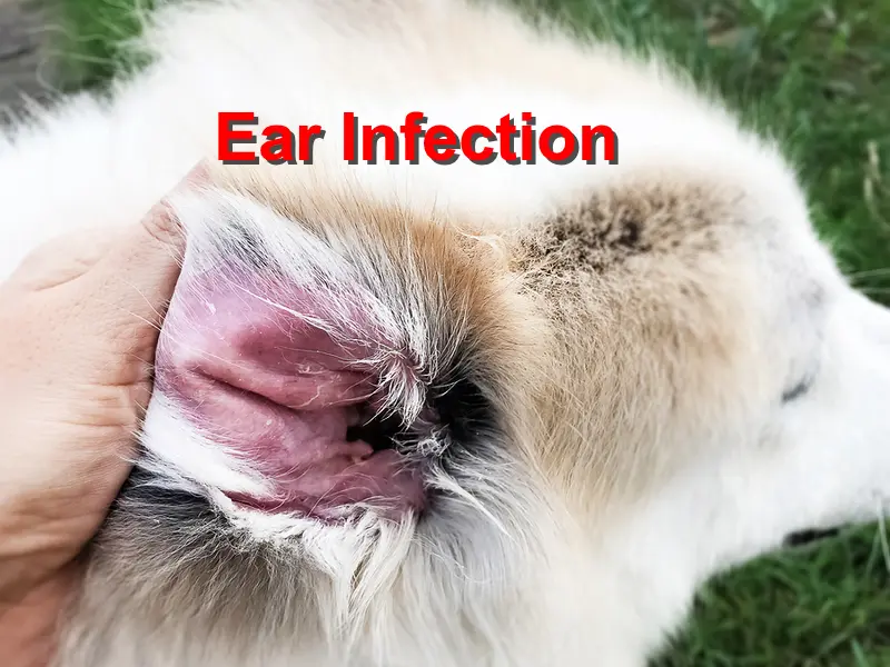 Hot Spot On Dog Pictures: Identify, Treat & Prevent (Expert Guide)