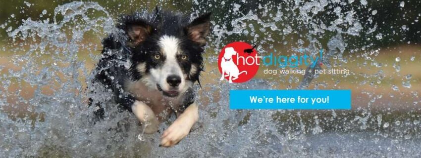 Hot Diggity Dog Walking: The Ultimate Guide to Happy Paws