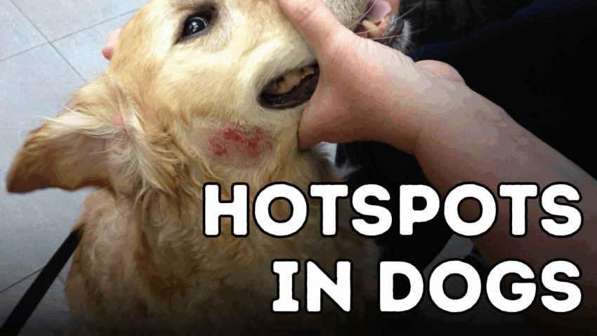 Best Antiseptic for Dog Hot Spots: Expert Guide & Safe Solutions