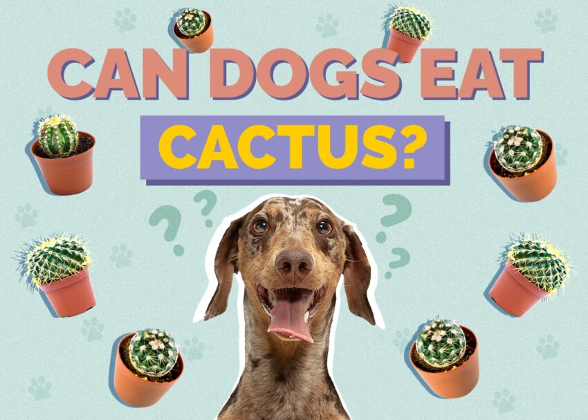 Hot Dog Cactus: The Complete Guide to Growing Echinocereus
