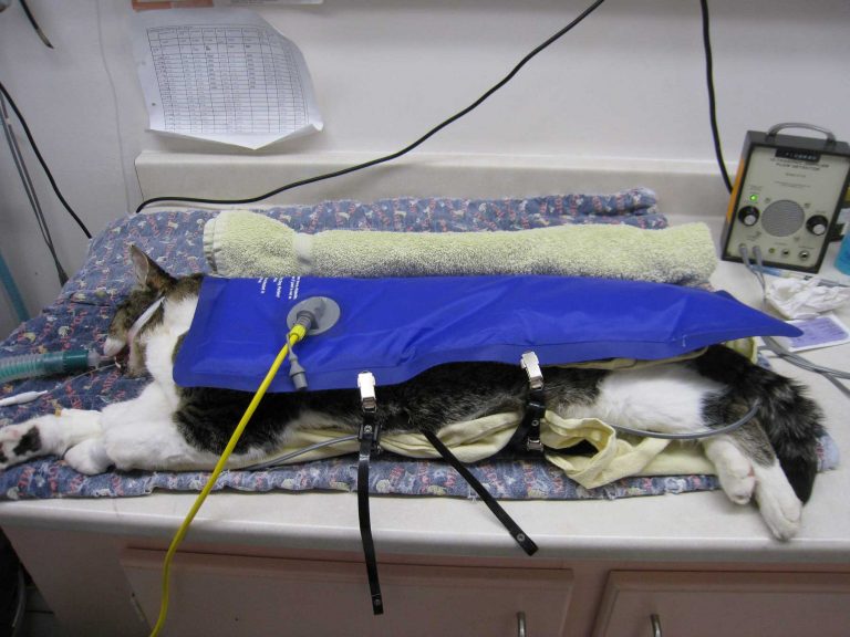 Hot Dog Warmer Veterinary: Expert Guide to Safe & Effective Patient Warming