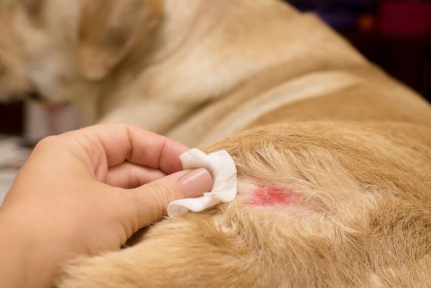 Hot Spot Prevention Dogs: Expert Guide to Soothing & Protecting Your Pup