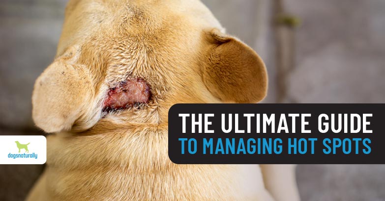 Hot Spot Prevention for Dogs: An Expert’s Guide to Relief & Prevention