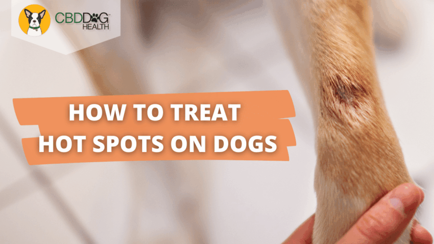 Hot Spots Treatment for Dogs: The Ultimate Guide to Soothing Relief