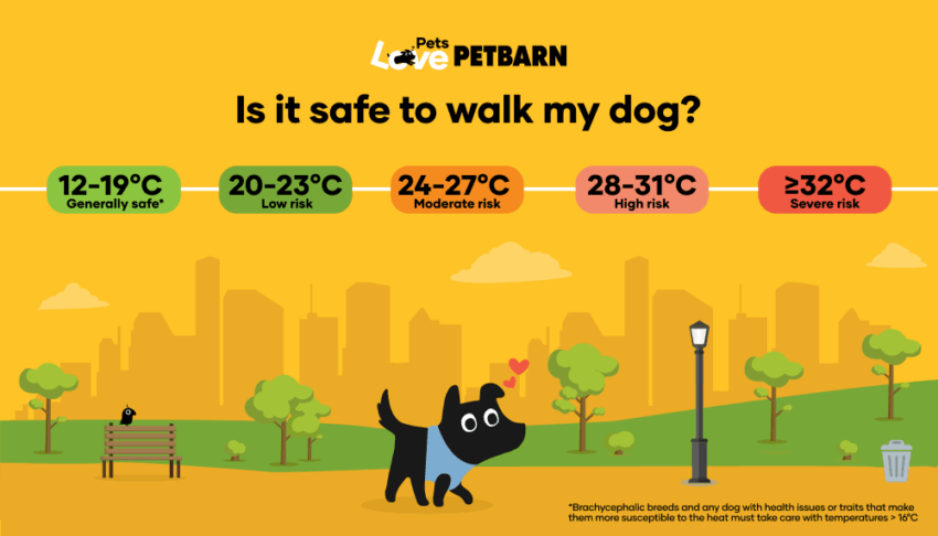 Is My Dog Too Hot? Expert Guide to Preventing & Treating Heatstroke