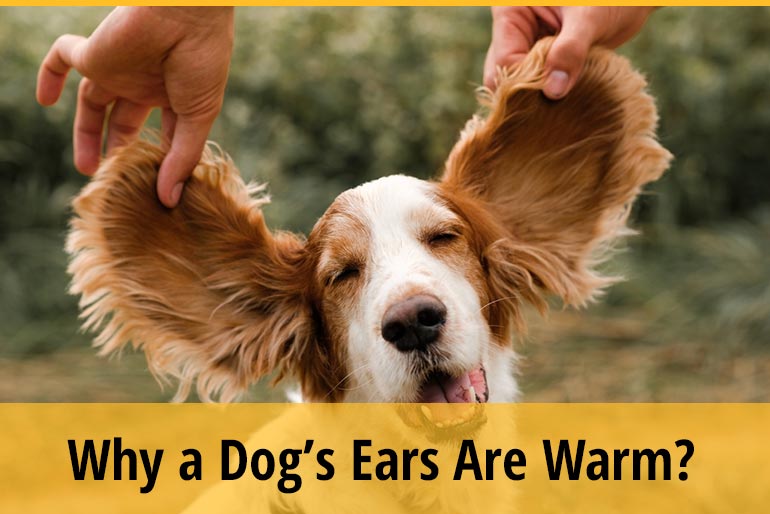 Hot Ears On Dogs: Causes, Treatment & Expert Prevention Guide