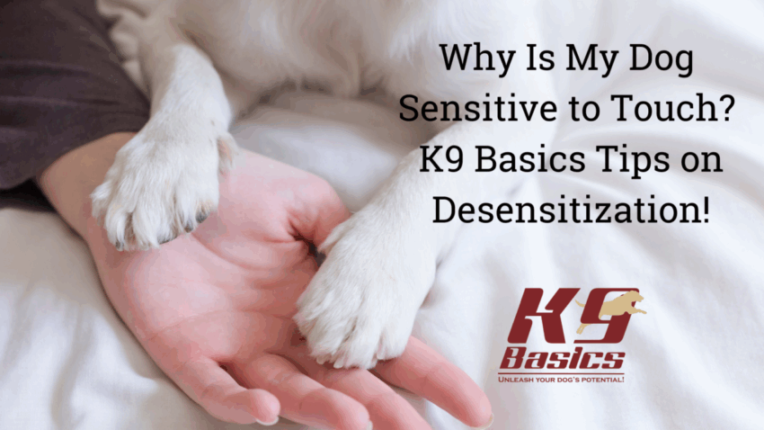 Dog Is Hot to Touch? Causes, Symptoms & Expert Care Guide