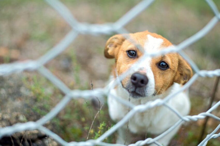 Hot Wire Dog Fence: Expert Guide to Safe & Effective Containment