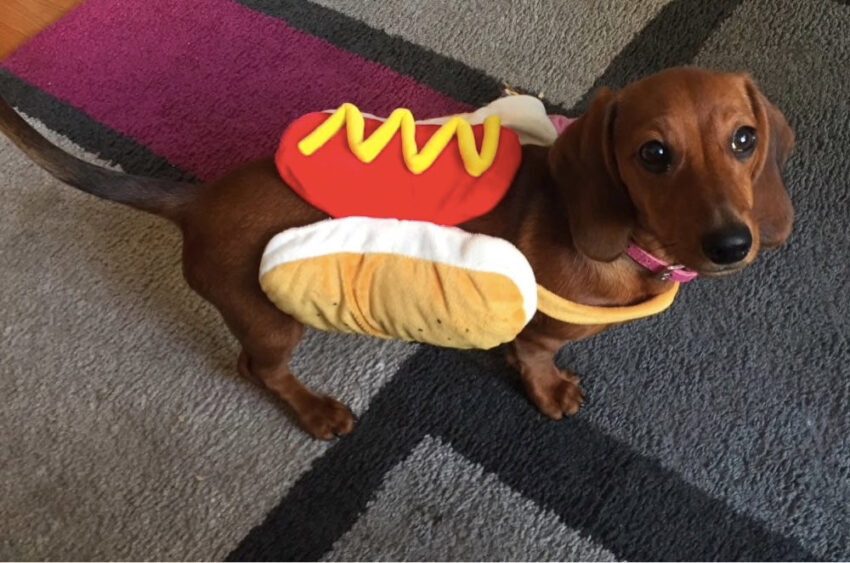 Top 5 Hot Dog Costumes for Dogs: Adorable Outfits & Expert Review [2024]