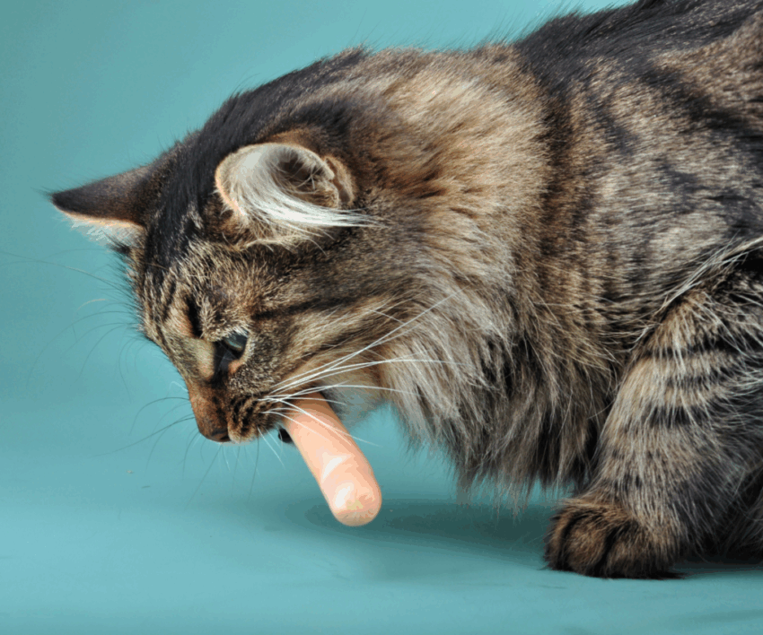 Cat Eating a Hot Dog: Is It Safe? Expert Advice & Prevention