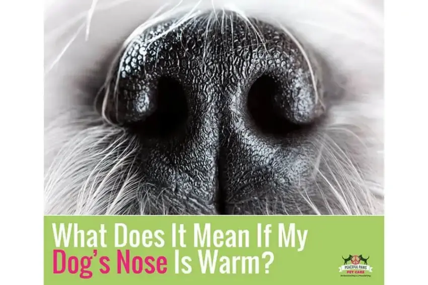 My Dog’s Nose is Hot: Is it a Fever? Expert Guide