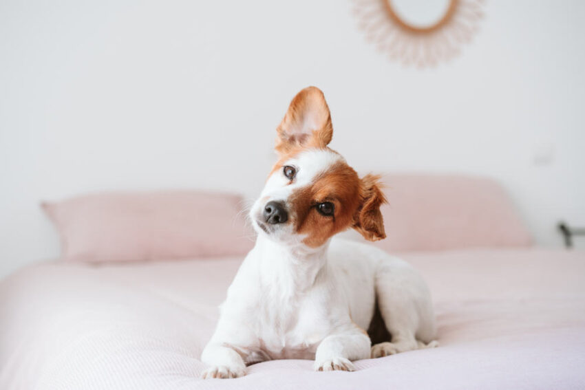 Dog Ears Hot? Understanding Causes, Symptoms, and Expert Care