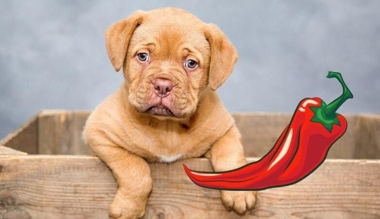 How Hot Can Dogs Handle? Expert Guide to Heat Safety