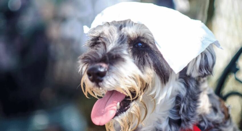 Dog Head Hot: Understanding, Managing, and Preventing Overheating in Dogs