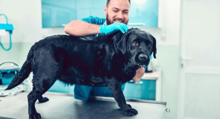 Dog Head Feels Hot? Causes, Symptoms & Expert Relief Guide