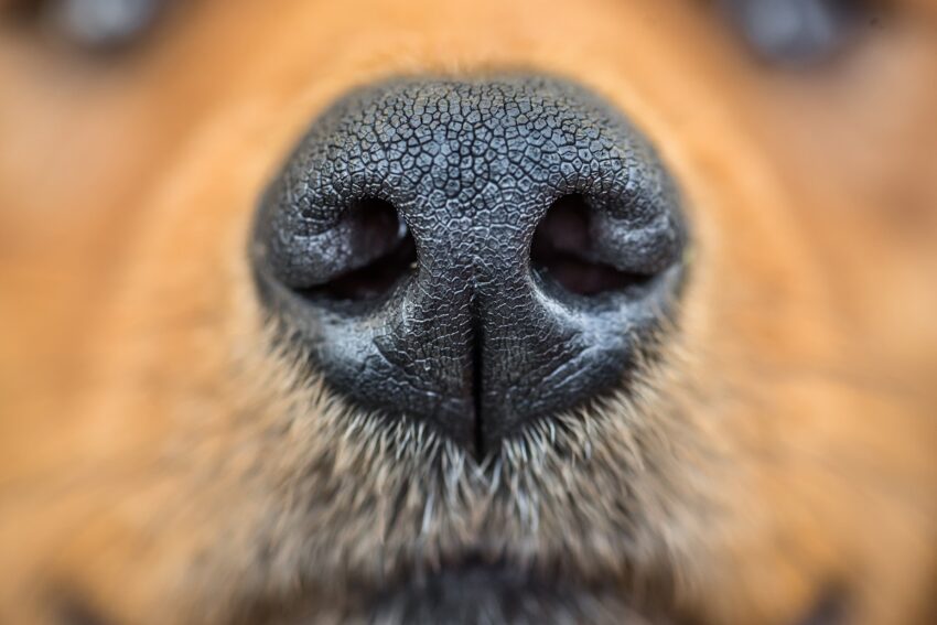 Hot Dry Dog Nose: Causes, Symptoms & Expert Care Guide