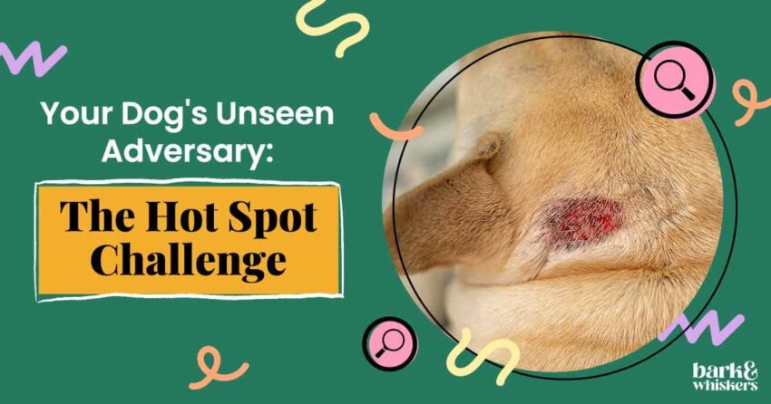 Hot Spots on Dogs Feet: Expert Guide to Causes, Treatment & Prevention