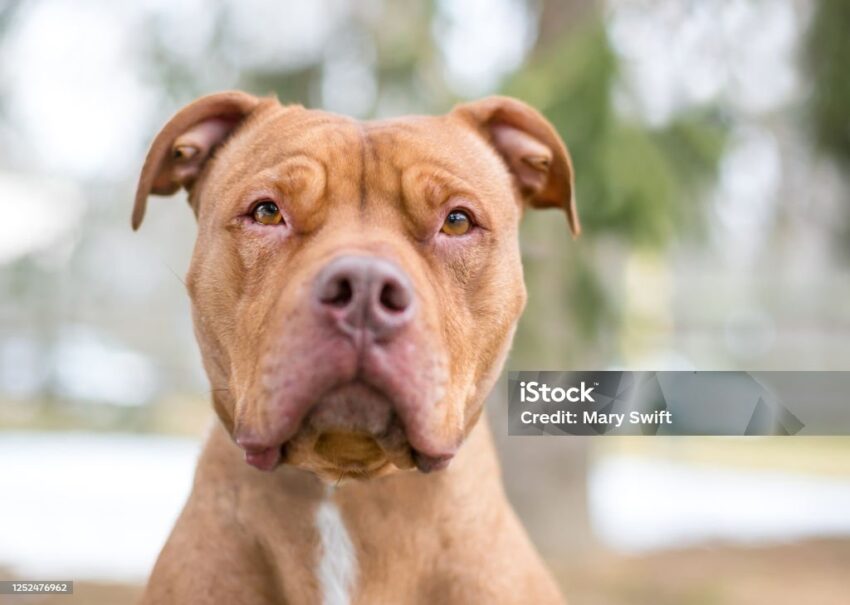 Dog Forehead Hot? Understanding Fever Signs & What To Do